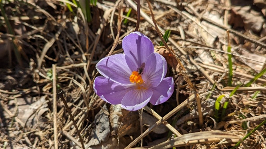 A purple crocus blooming among dead brush. An insect is there apparently looking for nectar.