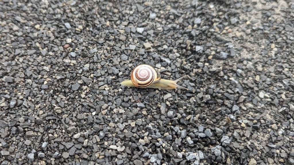 Snail on a blacktop trail