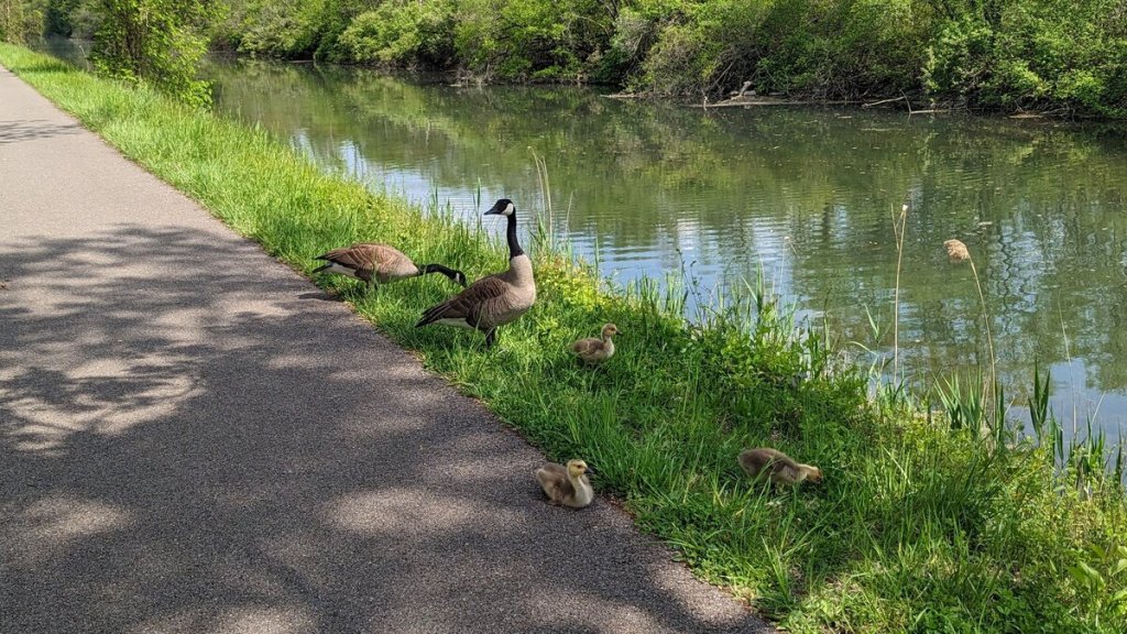 Two adult Canada geese and three goslings having a snack and rest in the grass between the recreational trail and the canal