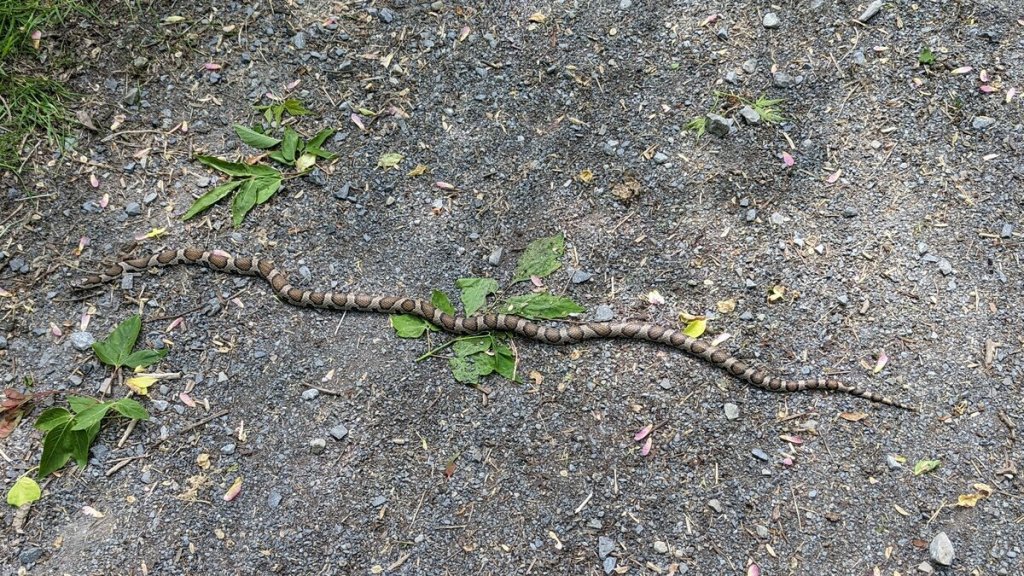 Snake on a gravel trail